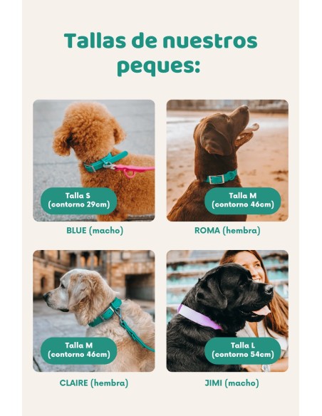 Coleira impermeável e confortável para cães | The Dog Life