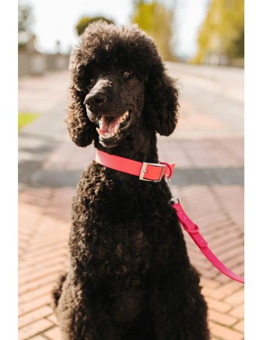 Coleira impermeável e confortável para cães | The Dog Life