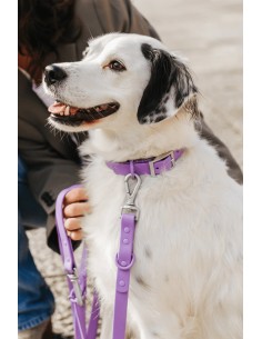 Coleira impermeável e confortável para cães | The Dog Life