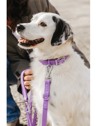 Vedenpitävä ja mukava koiran kaulapanta | The Dog Life