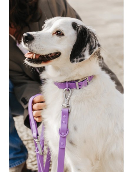 Collare per cani impermeabile e confortevole | The Dog Life